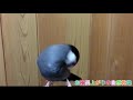 文鳥サクオさんのお風呂上がりの自然乾燥動画 水浴び 乾かす