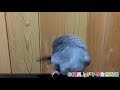 文鳥サクオさんのお風呂上がりの自然乾燥動画 水浴び 乾かす