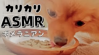 【犬のASMR】\