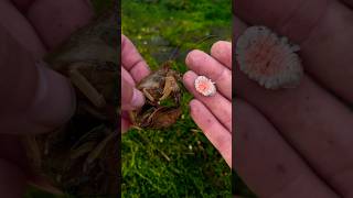 HUGE Parasite Was Difficult but SATISFYING to Remove! #animals #nature #shorts