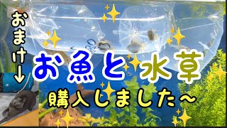 オープンしたてのお店でお魚と水草購入しました〜