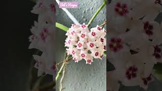 2 stunning beauties| Hoya Patricia and Sungei Buloh flowers