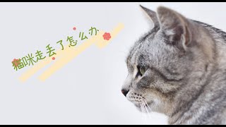 猫咪走丢了怎么办