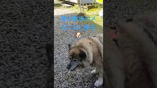 真夏の散歩の疲れはシャワーで癒す犬のムーちゃん　〜あとは昼までネンネするわよ〜