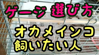 【オカメインコ用ゲージ選び方】オカメインコを飼いたい人！オカメインコが快適に暮らせる為に！アルビノ おこめ