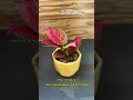 aglaonema for sale indoorgarden gardeningplants garden plants gardenflowers trending