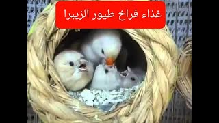 غذاء فراخ طيور الزيبرا بعد الفقس حتى الفطام