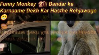 Funny Monkey 🐒|| Bandar Ke Karnaame|| Intelligent Monkeys|| Life Of Monkeys 🐒