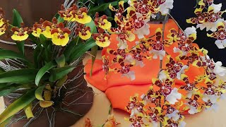 Como cuidar Orquideas Oncidium y variedades - riego, fertilización, floración, sustrato, iluminación