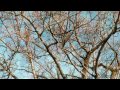 客途秋恨 (下卷前段) • 新馬師曾 Autumn Melancholy on the Trip