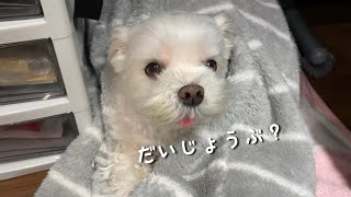 体調不良のママを心配そうに見つめる犬