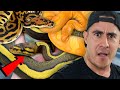 THESE SNAKES ARE UNREAL!!! RARE BALL PYTHON COLLECTION AT JKOBYLKA REPTILES!!!