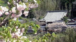 皇學館大学TV 第26回 伊勢の桜紀行