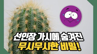 #56 선인장 가시를 쉽게 뽑기 어려운 이유 🌵 사이언스 플러스 재미있는 과학이야기