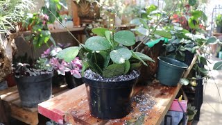Mostrando La Floración De La Hoya Obovata/Transplantando