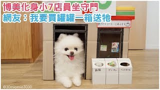 「汪迎光臨」~博美化身小7店員坐守門，網友讚翻：我要買罐罐一箱送牠