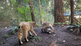 Rescued bobcats play together at wildlife park