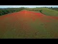 Bewdley Poppy Field 2023 4K DJI Mini 3 Pro Aerial Drone Footage