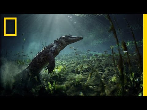 How many different animals live in the Everglades?