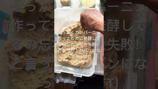 発酵忘れて大失敗！カンパーニュが〜悲惨なことに#大失敗　#悲惨#手作りパン