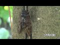 セミの声 2011 （クマゼミ，ミンミンゼミ，アブラゼミ，ツクツクボウシ）