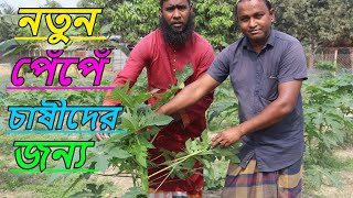 নতুন পেঁপেঁ চাষীদের জন্য পেঁপেঁ চাষ পদ্ধতি ।আধুনিক কৃষি ফার্ম।রুবেল মিয়া।