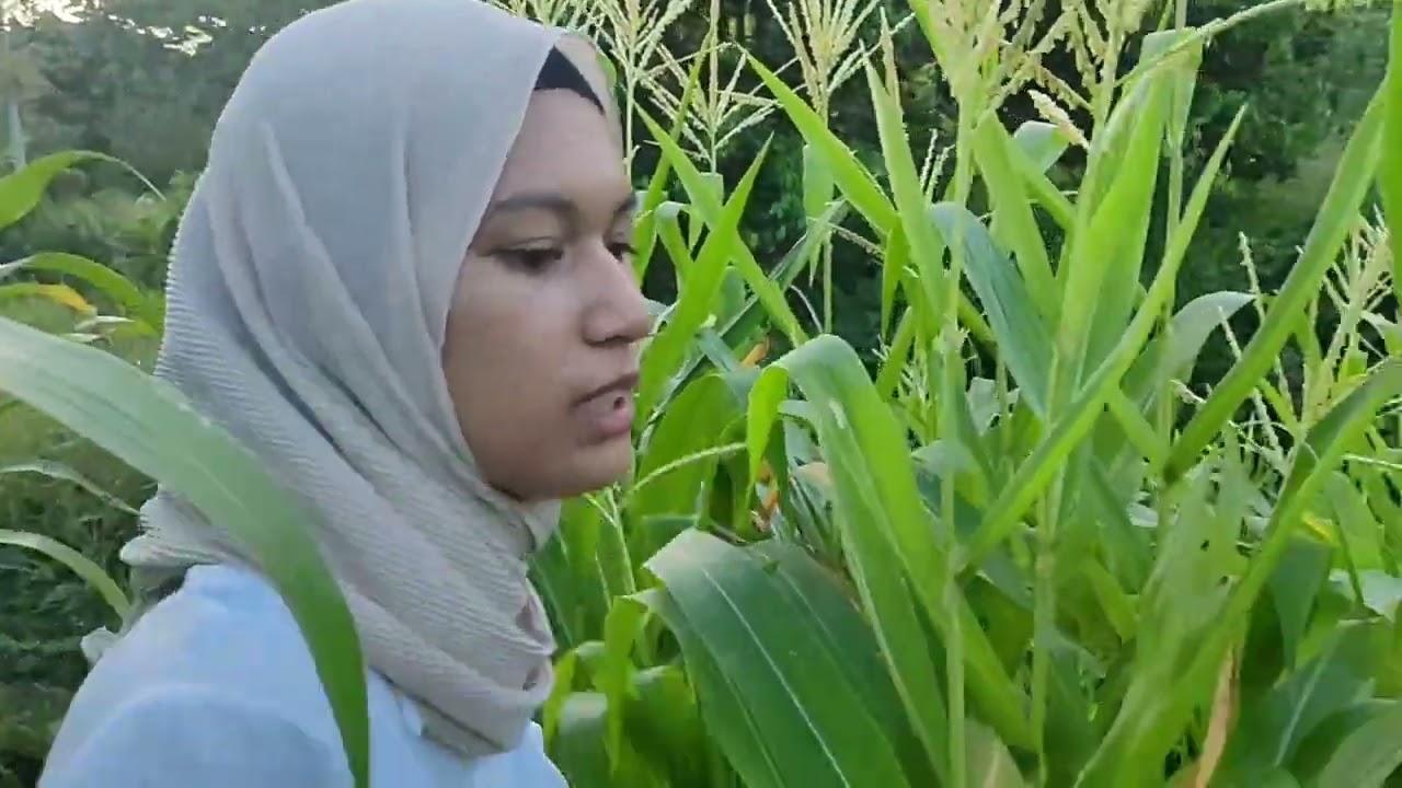 Polinasi Pada Tanaman Jagung #pemuliaanTanaman - YouTube