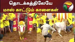 Alanganallur jallikattu 2022: தொடக்கத்திலேயே மாஸ் காட்டும் காளைகள்