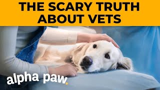 The Scary Truth About Vets