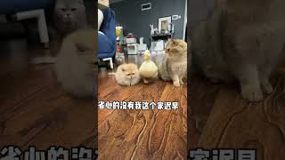 【#毛桃桃大眼袋】鸭:素质不详 犟种逞强#饲养员日常 #动物的迷惑行为