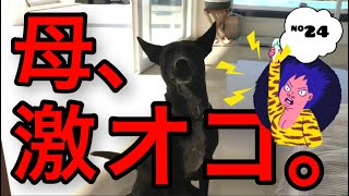 【犬21頭飼い】怒られて言い訳する犬。※喋ります【#24】#保護犬 #多頭飼い #バリ