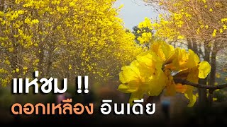 แห่ชมความงาม.. ดอกเหลืองอินเดีย - เที่ยวหาเรื่อง UNSEEN | BACKbone MCOT