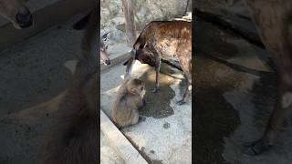 鹿さんとエサの取り合い！？#animals #zoo #動物#猿#monkey #淡路島モンキーセンター