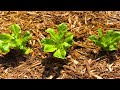 How to Regrow Romaine Lettuce from Scraps? Vegetable Gardening 101, CiCi Li - Asian Home Cooking