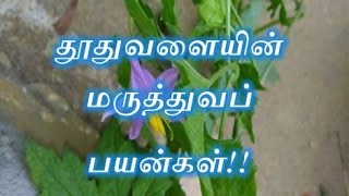 தூதுவளையின் மருத்துவப் பயன்கள்