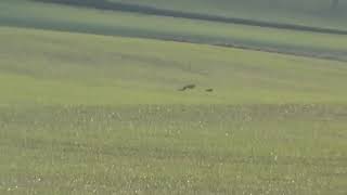 hare coursing ZULU - DIGGER x STINGER