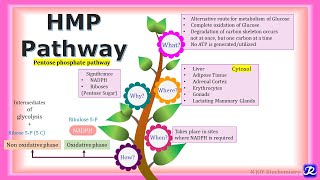 17: HMP pathway | Carbohydrate metabolism | Biochemistry | N'JOY Biochemistry