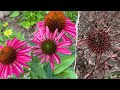 Drought Tolerant Garden Update: November Versus Summer