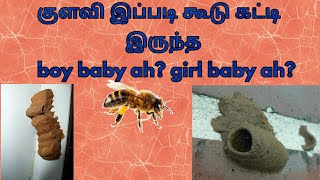 குளவி 🐝  விட்டில் கூடு கட்டி இருந்த boy👦 baby ah? girl👧 baby ah?