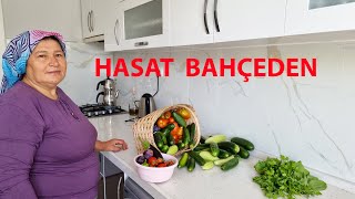 BAHÇEMİZİN SON HASATLARI BAMYA KURU TOHUM KESİMİ VE TAZE