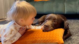 Heartwarming Moment! Baby Helps His Dog Fall Asleep