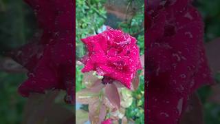 Rain soaked Rose 🌹🌹. please subscribe. God bless you. #viral #flowers #youtubeshorts#ytshorts