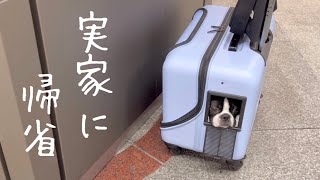 キャリーで電車移動🚃実家でGWを満喫するの巻【ボストンテリア】@bostonterrier.bonchannel