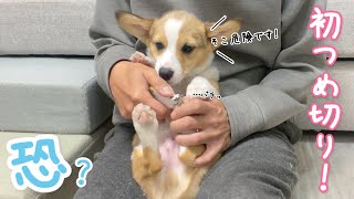 初爪切りでジタバタ抵抗する子犬を鎮める方法が簡単すぎた(笑) オリコーギーりっくん