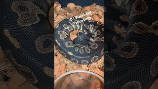 Yellow Belly Black Head Ball Python #shorts #shortsfeed #shortvideo #reels #fyp #fypシ