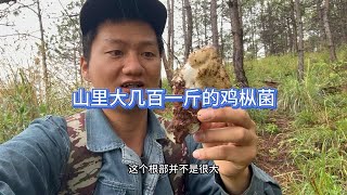 在山里发现鸡枞菌，话说这个野生菌能够卖到大几百一斤