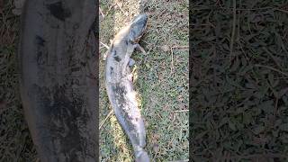 Big Catfish Amazing Fish🐠🐠🐠🐟🐟🐟#video #viral #youtubeshort #shortvideo
