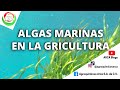 ALGAS MARINAS EN LA AGRICULTURA