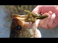 Thin Hooks vs Thick Hooks | Bass Fishing