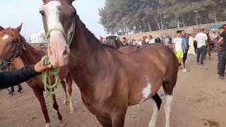 ثمن خيول جران من سوق الخميسات اليوم دخل عود مصري جار تبارك الله